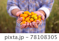Farming and cultivations. Man farmer showing vegetables, tomato, Farmer's market, yellow tomatoes cherry, Organic Farming, Farm Harvest, Crop, grow vegetables, natural clean fresh product, Close up 78108305