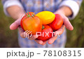 Farming and cultivations. Man farmer showing vegetables, tomato, Farmer's market, tomatoes, Organic Farming, Farm Harvest, Crop, grow vegetables, natural clean fresh product, Close up 78108315