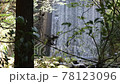 砂防ダムの滝 78123096
