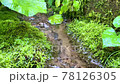 Spring water flowing between moss 78126305