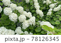 Big tiger 78126345