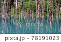 Japanese view spot "Blue Pond" Biei, Hokkaido 78191023