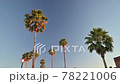 Palm trees illuminated by sun, low angle  78221006