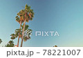 Palm trees move in the breeze, space for text 78221007