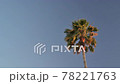 Palm tree move against blue sky moves in wind 78221763