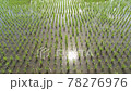 May rice field (taken with a drone) rice field / Drone 78276976