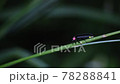草の茎につかまっているゲンジボタル 78288841