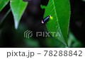 木の葉とゲンジボタルの光の点滅 78288842