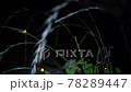 草むらで光る数匹のゲンジボタル 78289447