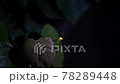 ホタルの光の点滅 78289448