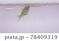 金魚的炸魚 78409319
