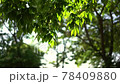 葉 木の葉 夏 78409880