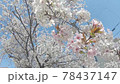 櫻花在藍天的風中搖曳 78437147
