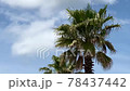 熱帶藍天和棕櫚樹在風中搖曳 78437442
