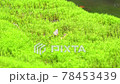 湿原の苔　苔と蝶 78453439