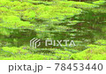湿原の苔 78453440