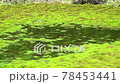 湿原の苔 78453441