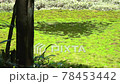 湿原の苔 78453442