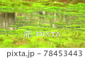 湿原の苔 78453443