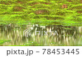 湿原の苔 78453445