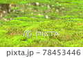 湿原の苔 78453446