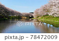 Cherry blossoms blooming at the edge of the Sanbe River 78472009