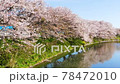 Cherry blossoms blooming at the edge of the Sanbe River 78472010