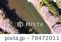 Cherry blossoms blooming at the edge of the Sanbe River 78472011