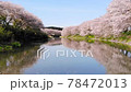 Cherry blossoms blooming at the edge of the Sanbe River 78472013
