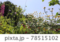 風に揺れる小さな白い花 78515102