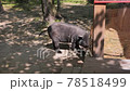 Black Pig on the farm 78518499