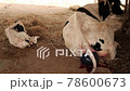 Cow Mother give spawn afterbirth in farm 78600673