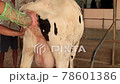 Farmers Cutting the umbilical cord Newborn Calf in Local Farm 78601386