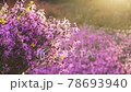 Beautiful pink flowers on the summer background 78693940