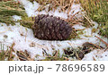 Cedar cone on yellow grass. Snowflakes fly by 78696589