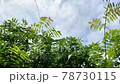 雨後的天空和一滴鮮綠 78730115
