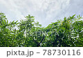 雨後的天空和一滴鮮綠 78730116