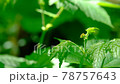 Beautiful forest plants 78757643