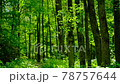 Beautiful forest landscape 78757644