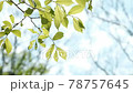 Beautiful forest landscape 78757645