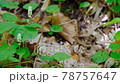 Cute white wildflower 78757647