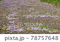 Cherry blossoms pouring down 78757648