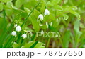Cute snowflake flowers 78757650
