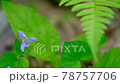 Beautiful blue flowers 78757706