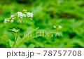 Beautiful white flowers blooming in the forest 78757708