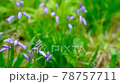 Beautiful blue flowers 78757711