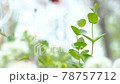 Strongly growing leaves 78757712