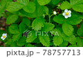 Beautiful white flowers blooming in the forest 78757713