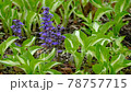 Beautiful purple flowers blooming in the forest 78757715