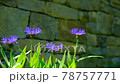 Beautiful purple flowers 78757771
